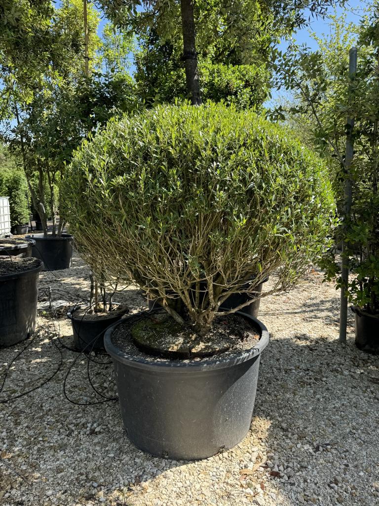 Phillyrea angustifolia kugelförmig