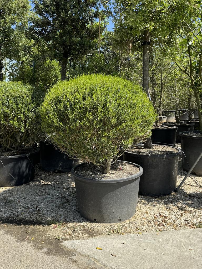 Phillyrea angustifolia kugelförmig