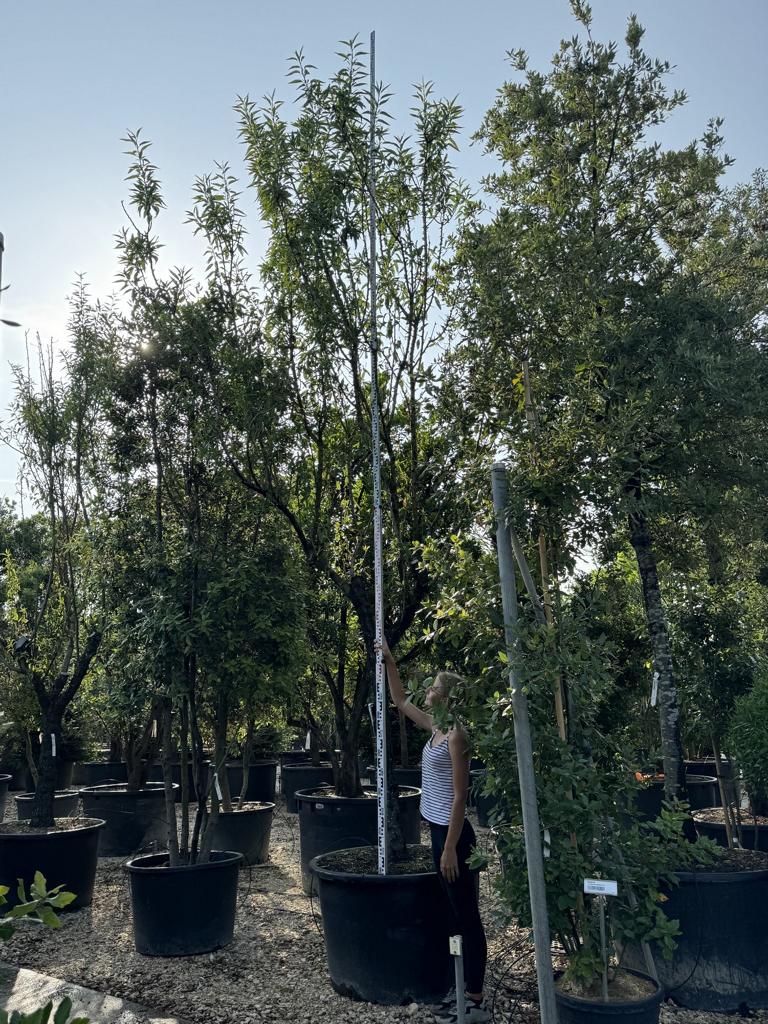 Prunus dulcis