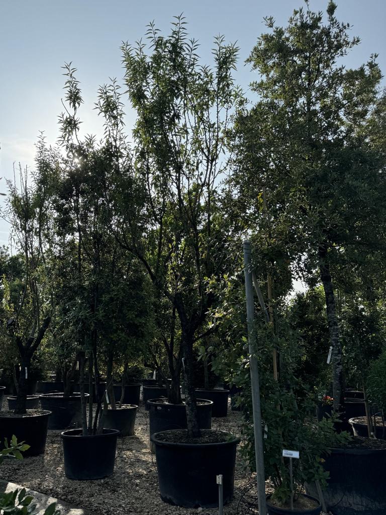 Prunus dulcis