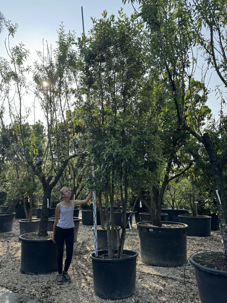 Quercus ilex Pilzform