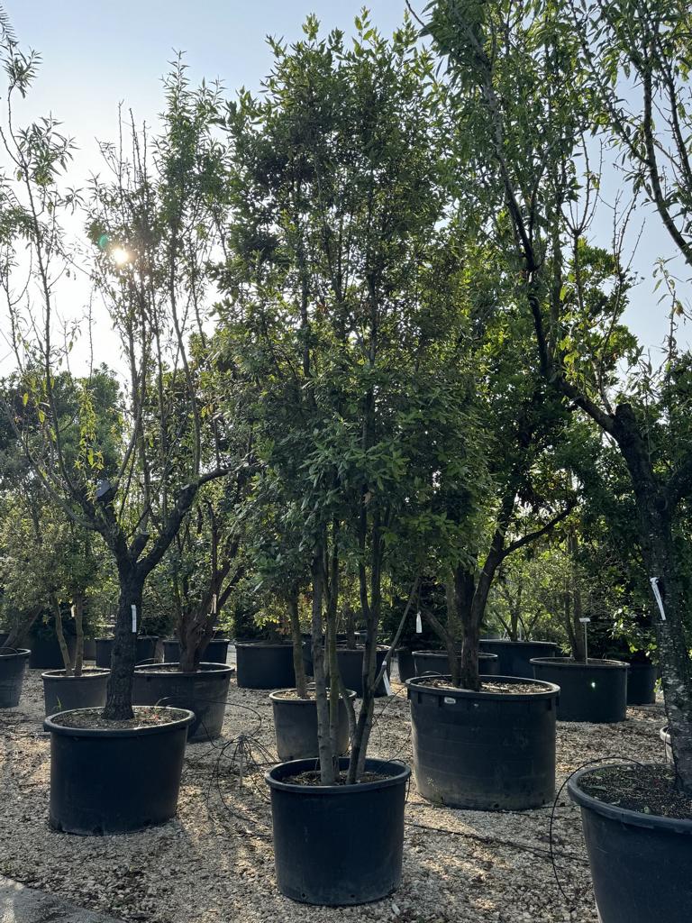 Quercus ilex Pilzform