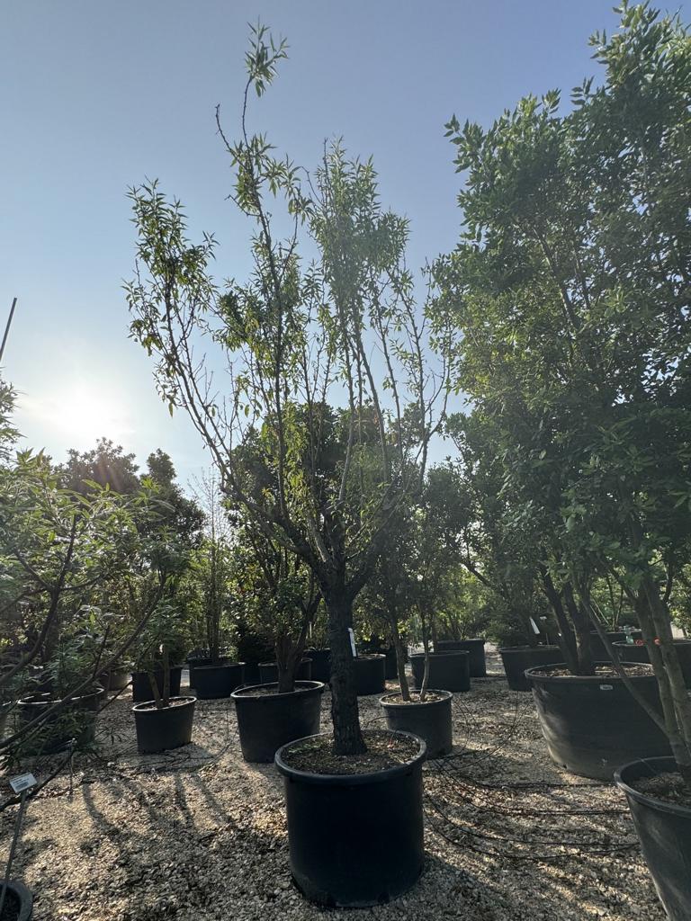 Prunus dulcis