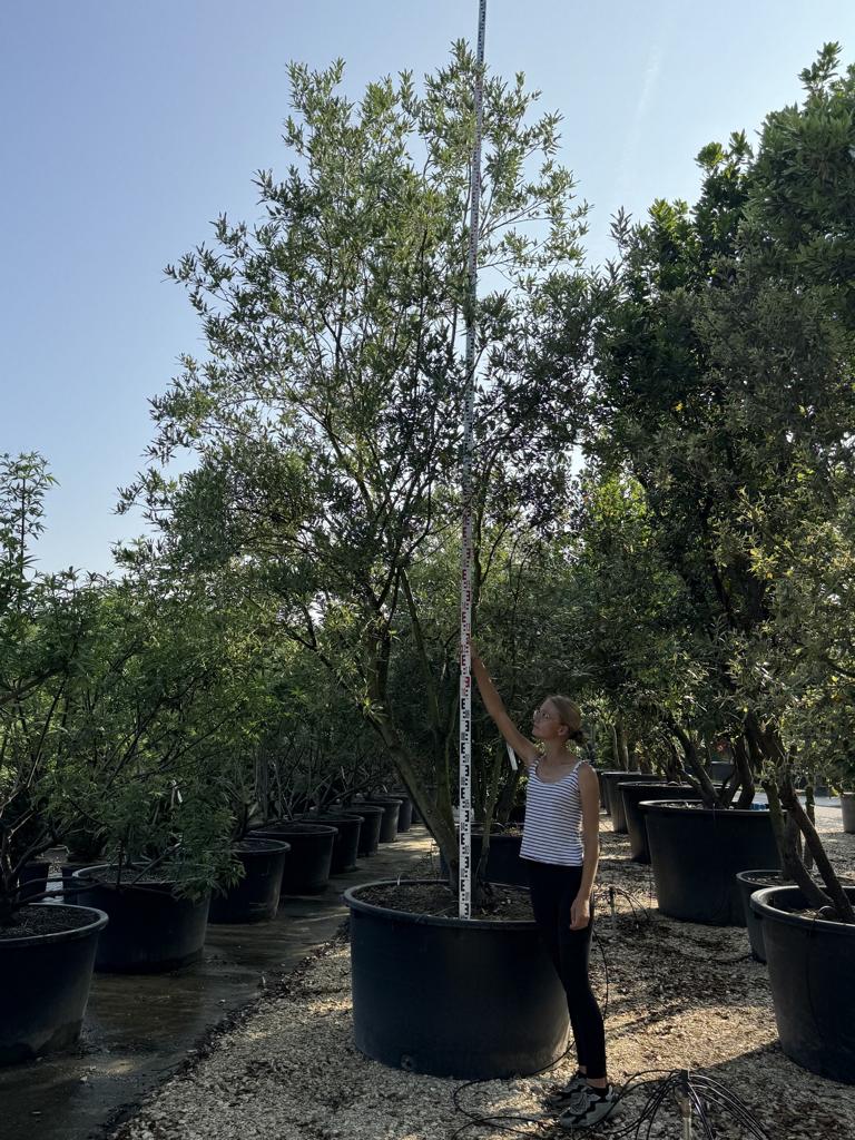 Quercus hispanica (x) 'Waasland'