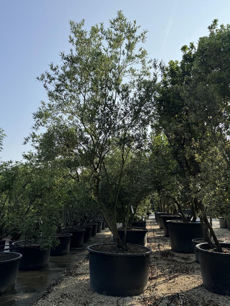 Quercus hispanica (x) 'Waasland'