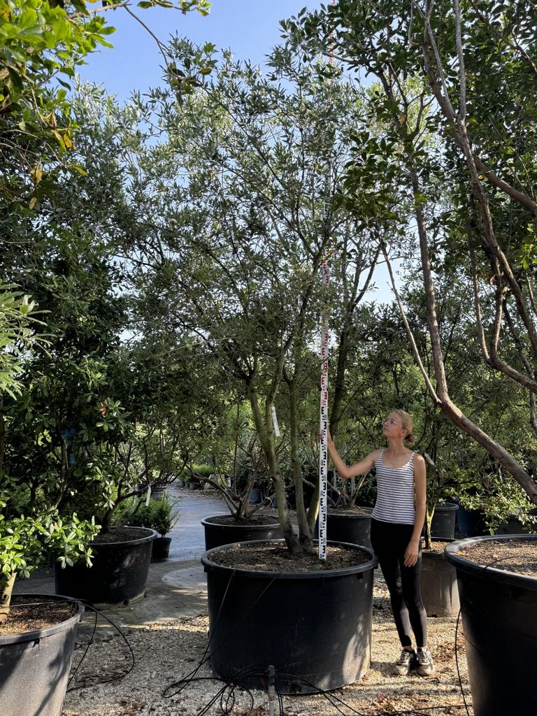 Quercus hispanica (x) 'Waasland'