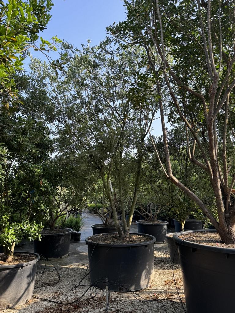 Quercus hispanica (x) 'Waasland'