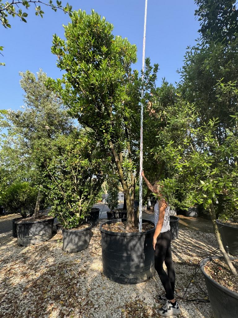 Arbutus unedo