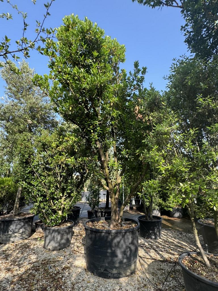 Arbutus unedo