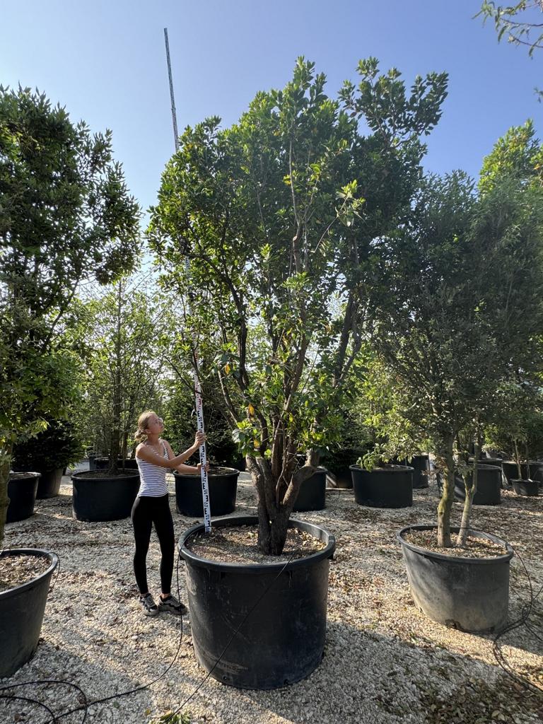 Arbutus unedo