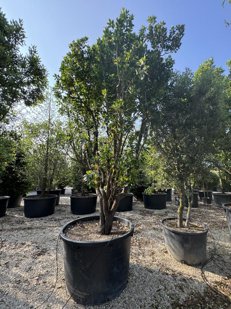 Arbutus unedo