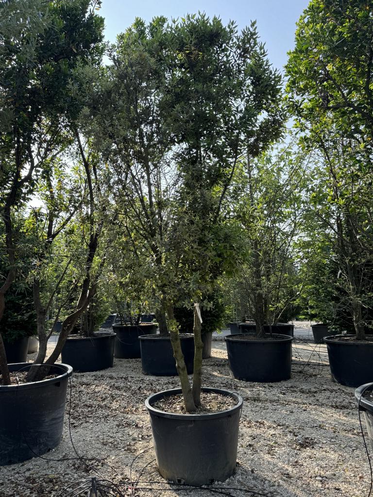 Quercus ilex