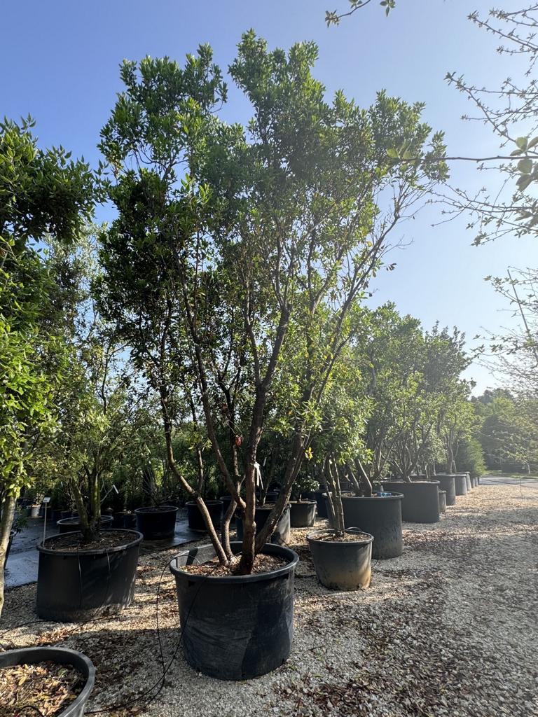 Arbutus unedo