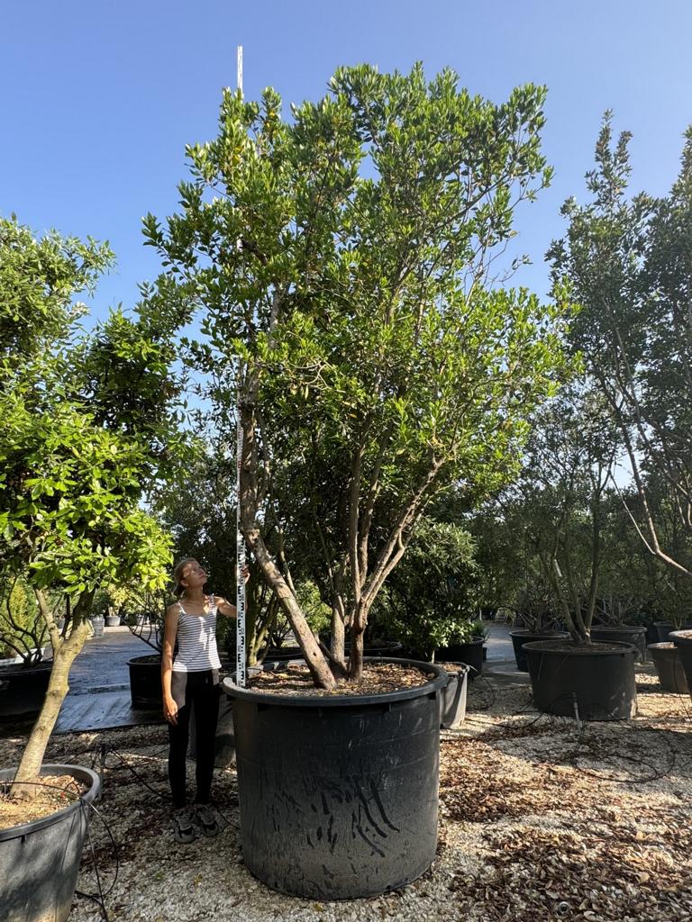 Arbutus unedo