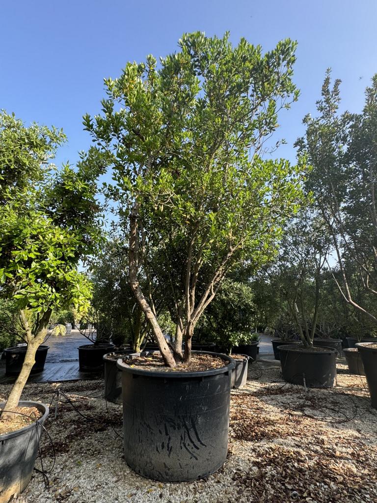 Arbutus unedo