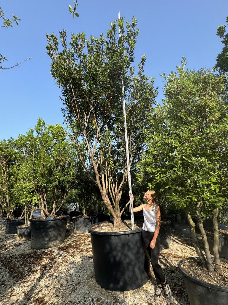 Arbutus unedo
