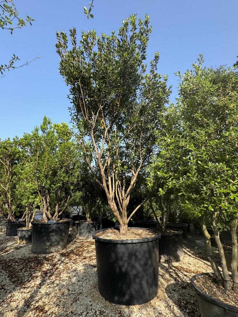 Arbutus unedo