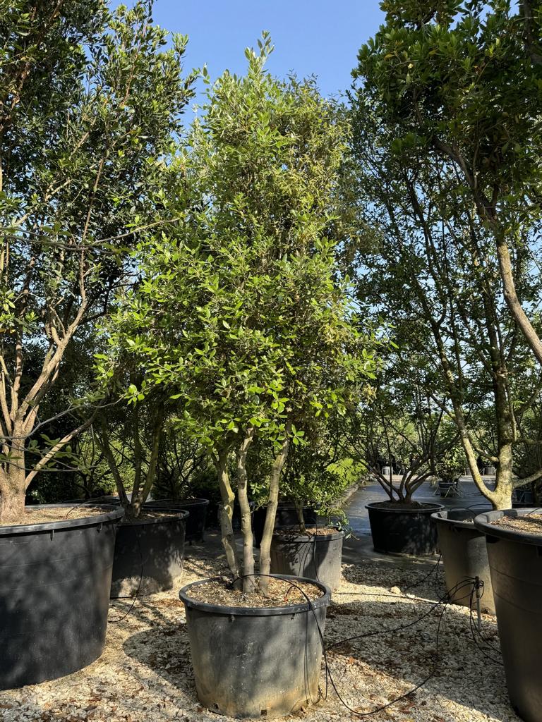 Quercus ilex