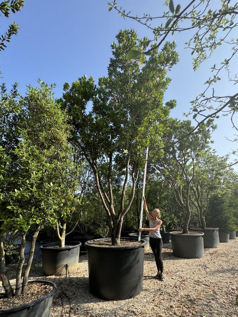 Arbutus unedo