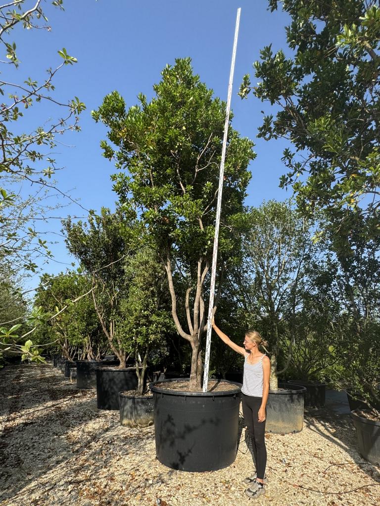 Arbutus unedo