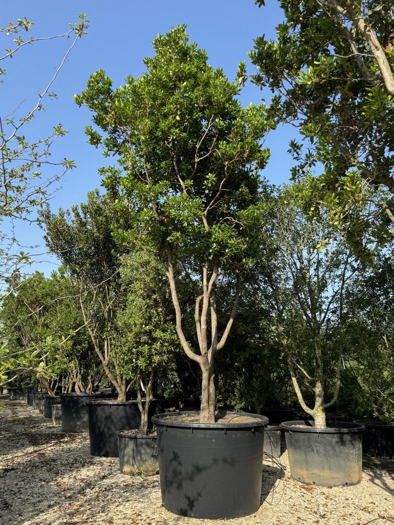 Arbutus unedo