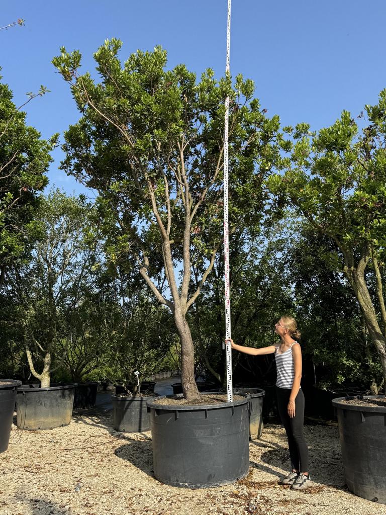 Arbutus unedo