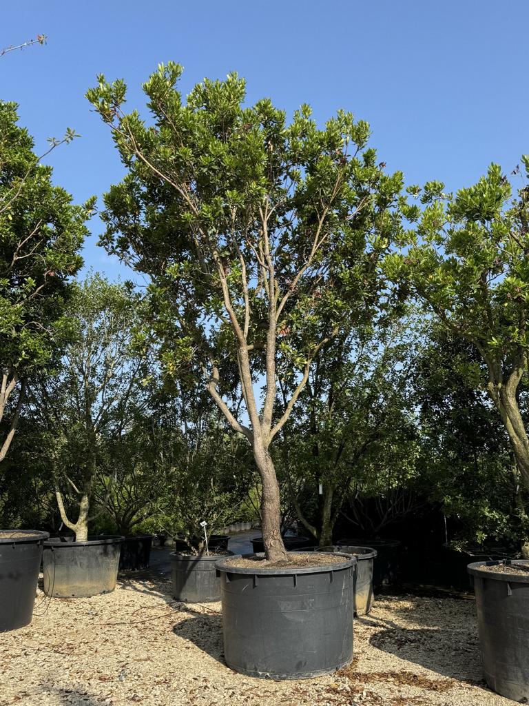 Arbutus unedo