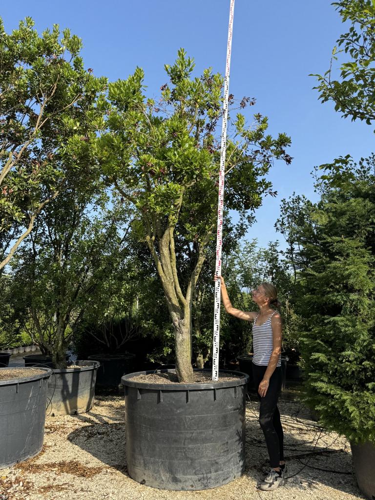 Arbutus unedo