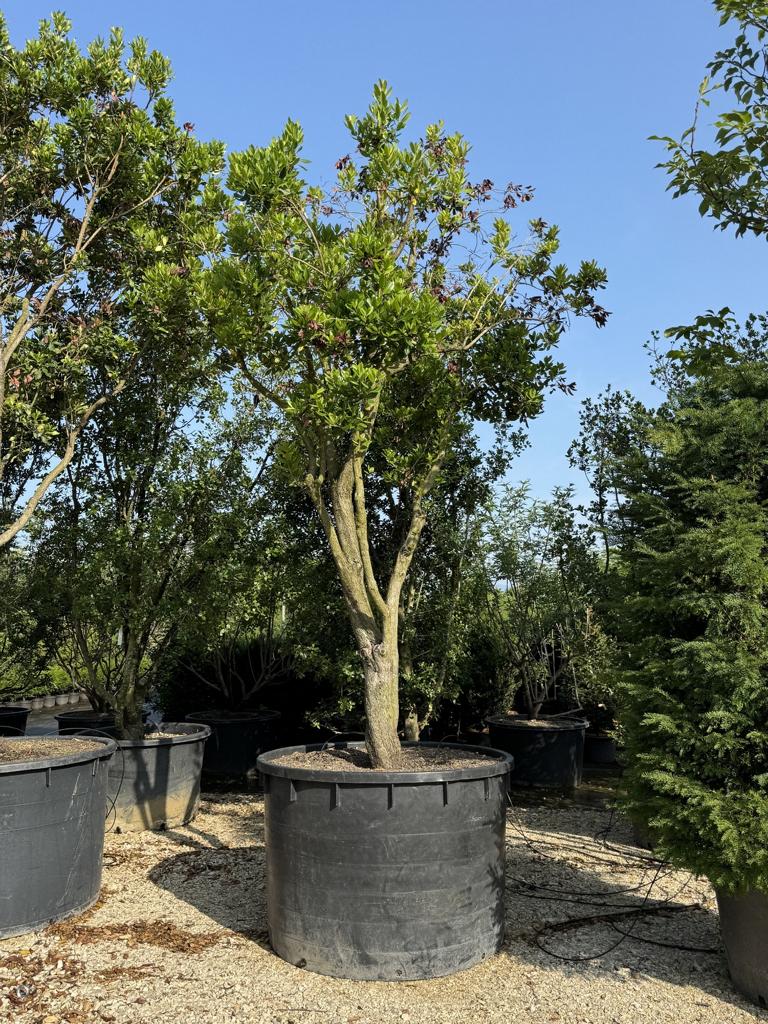 Arbutus unedo