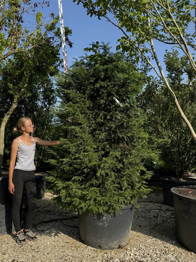 Taxus baccata