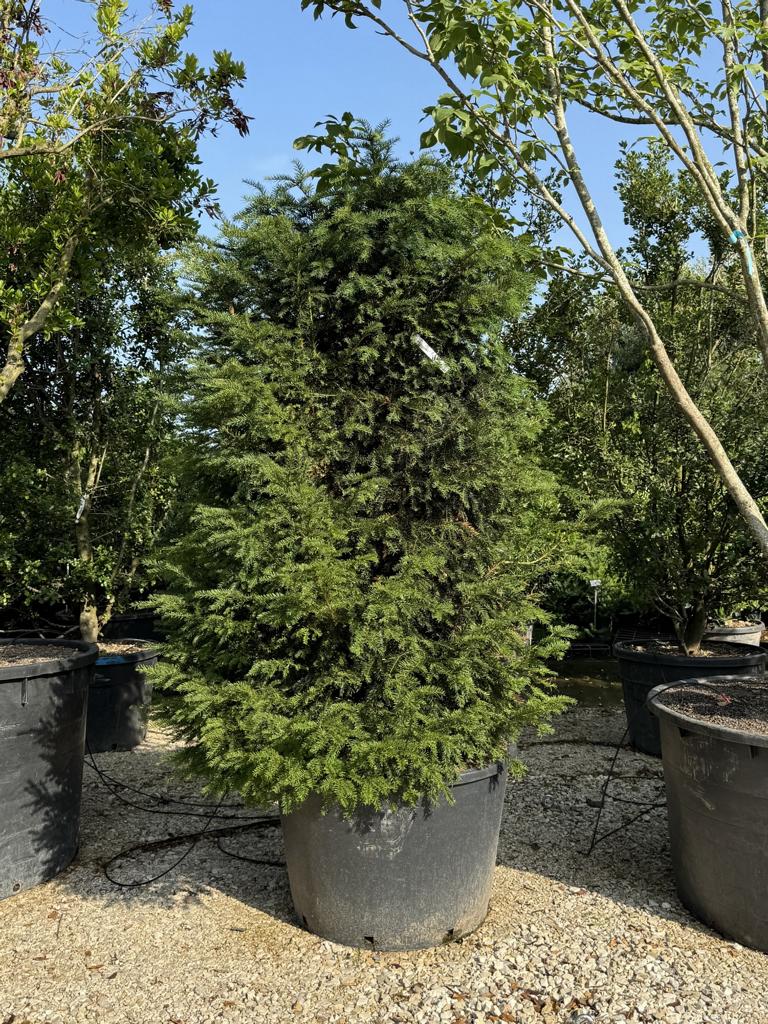 Taxus baccata