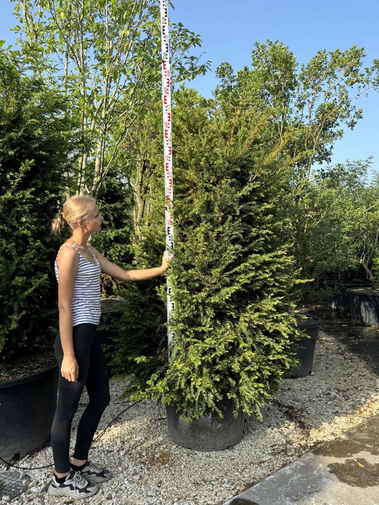 Taxus baccata