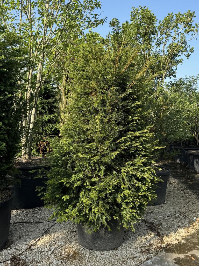 Taxus baccata