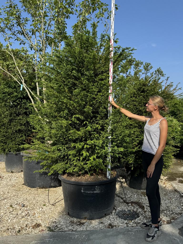Taxus baccata