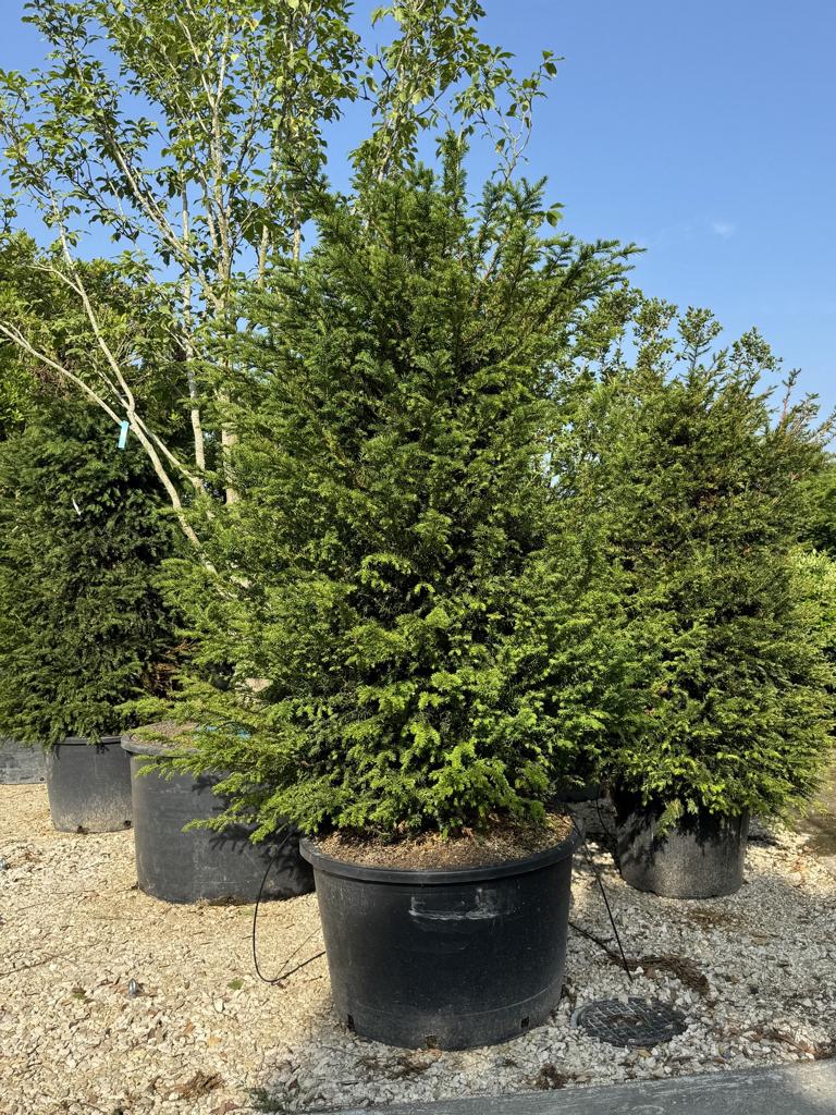 Taxus baccata