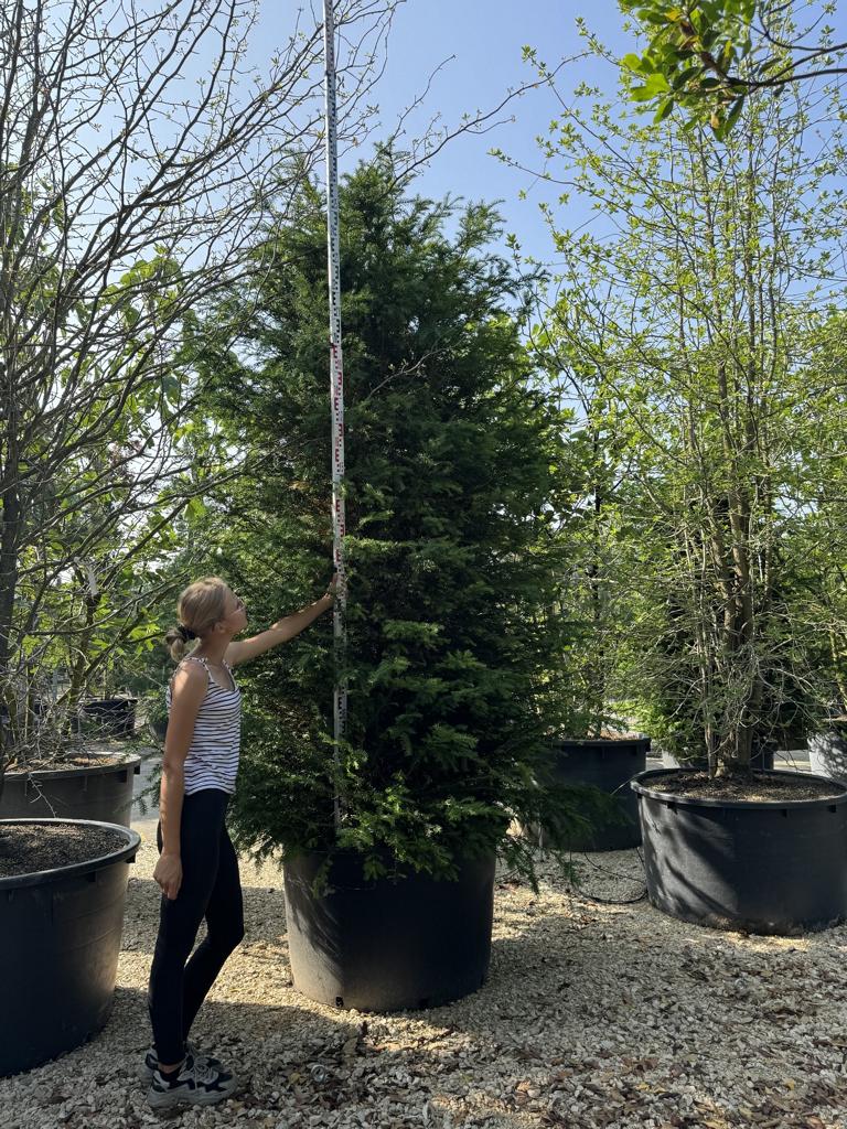 Taxus baccata