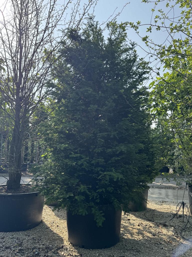 Taxus baccata