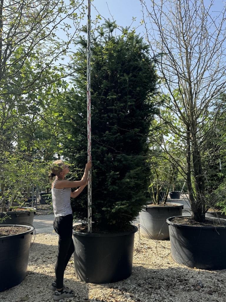 Taxus baccata