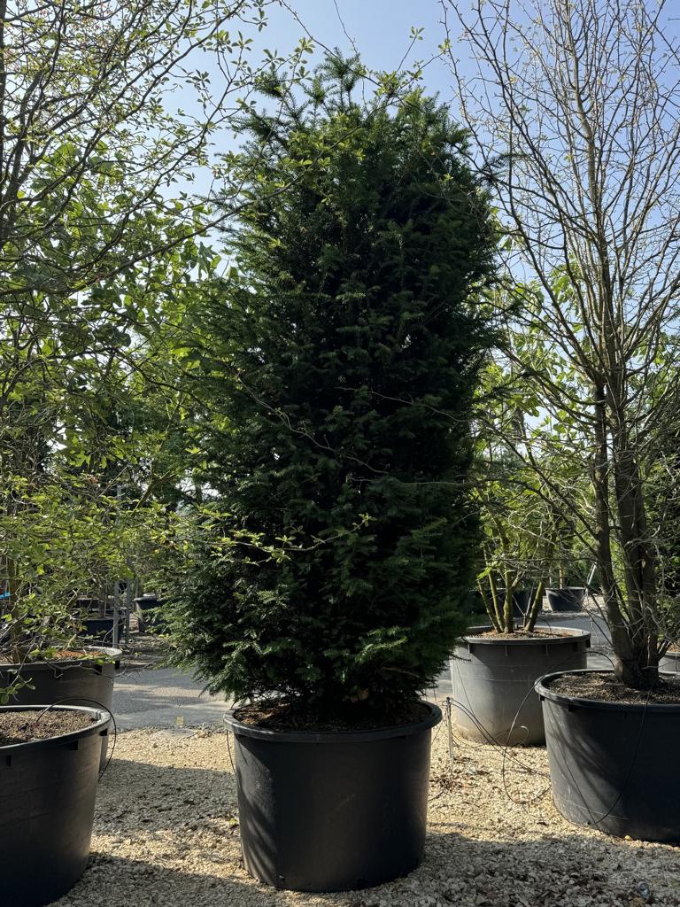 Taxus baccata
