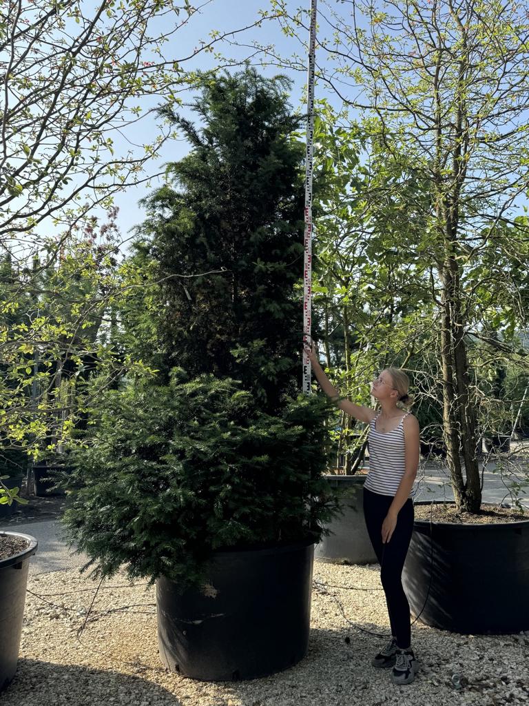 Taxus baccata
