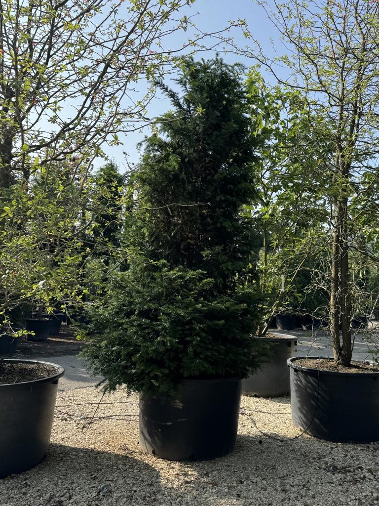 Taxus baccata