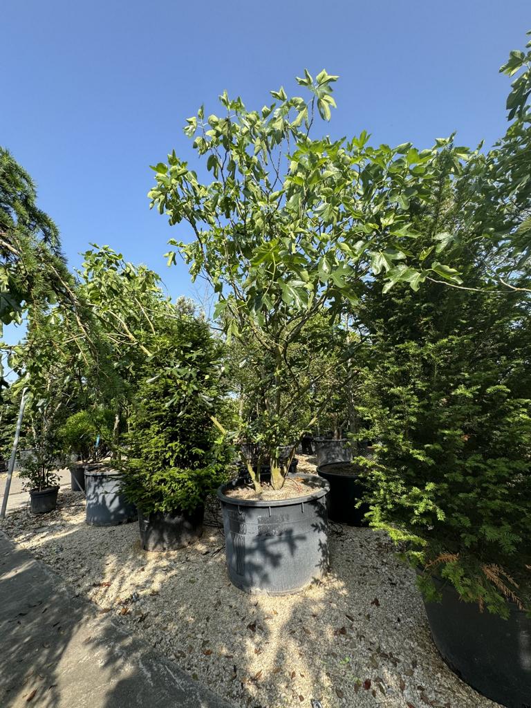 Ficus carica