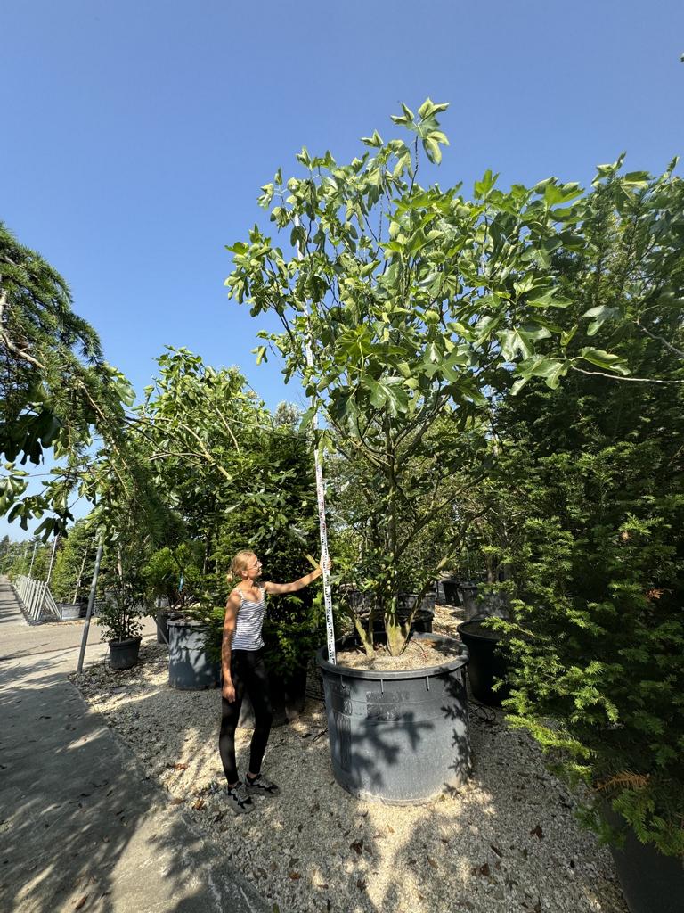Ficus carica