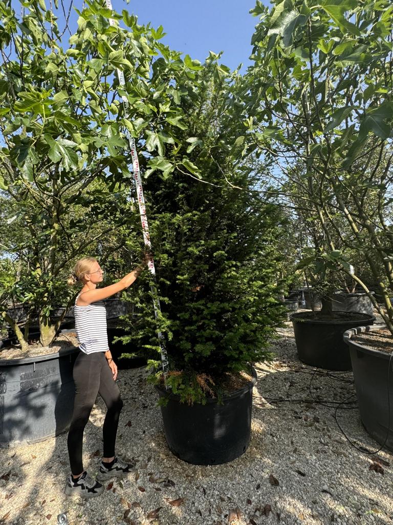 Taxus baccata
