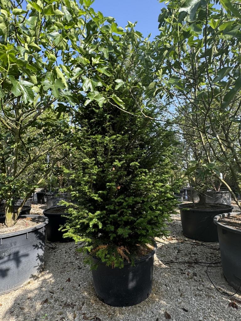 Taxus baccata