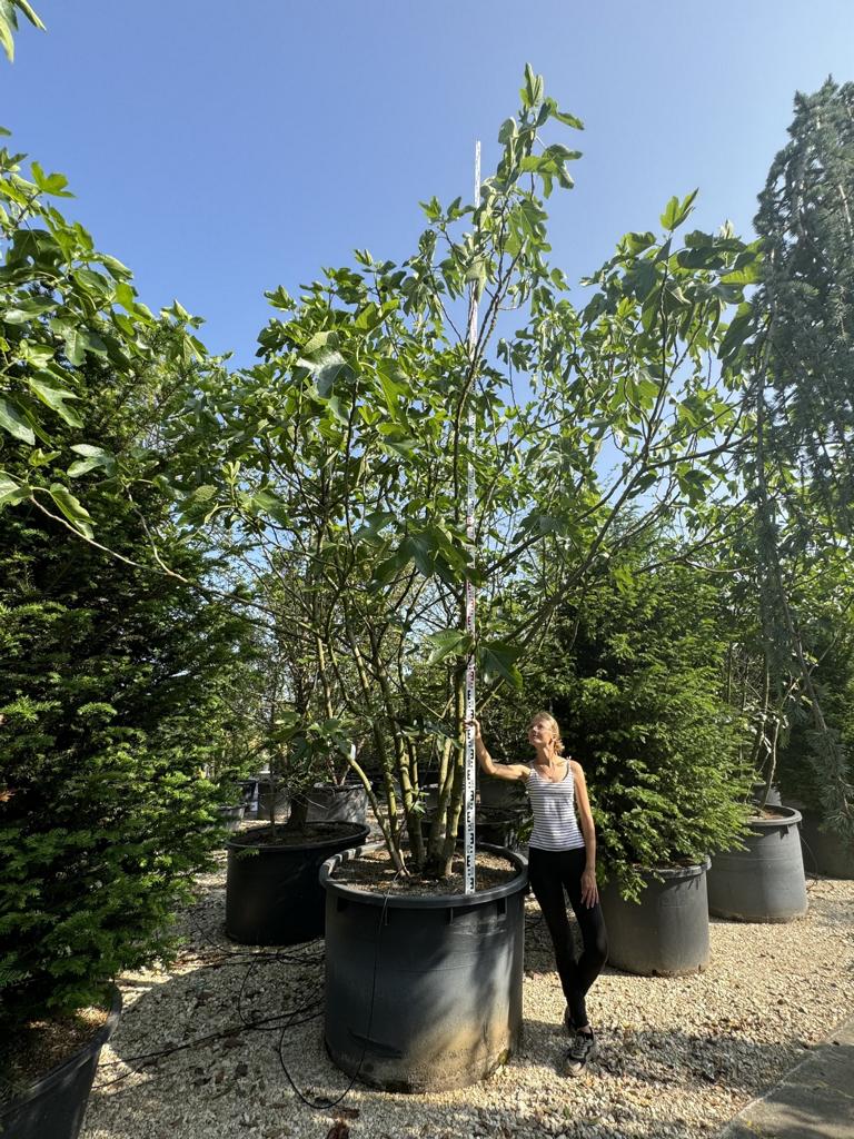 Ficus carica