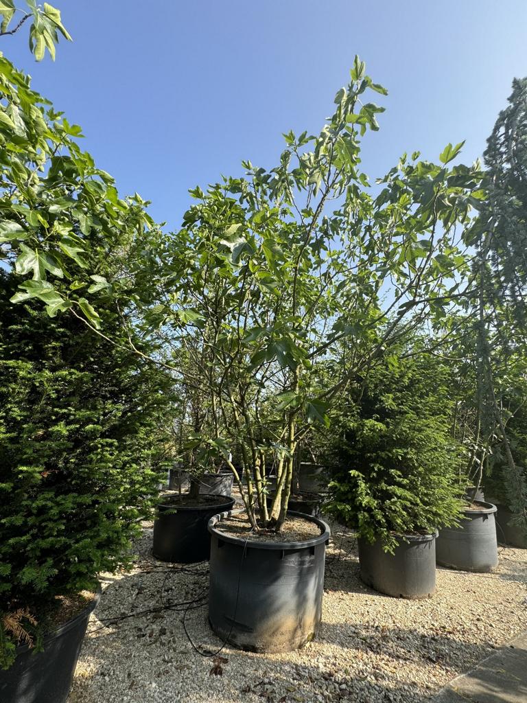 Ficus carica