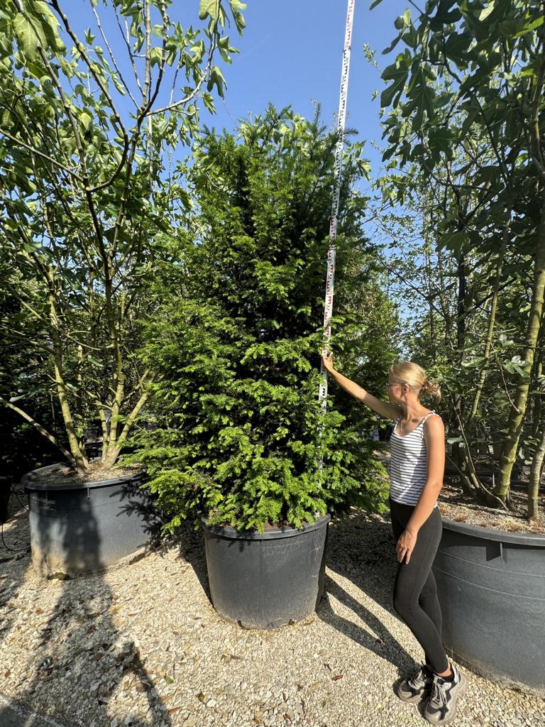 Taxus baccata
