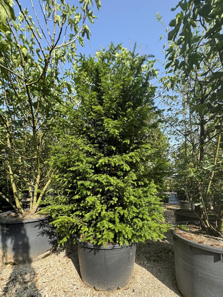Taxus baccata