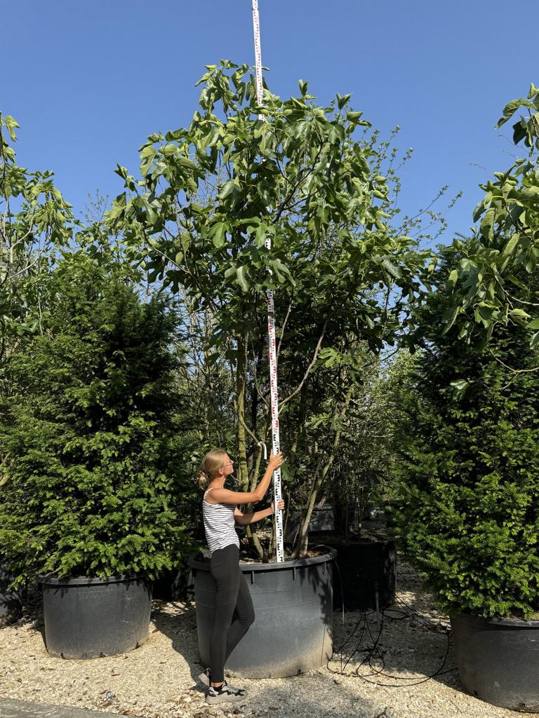 Ficus carica